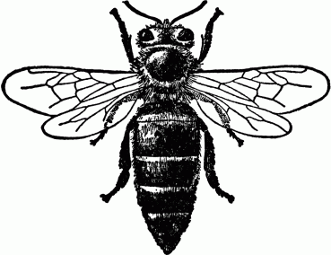 Bee Image 10-11-14
